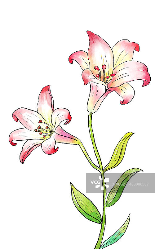 一枝百合图片素材