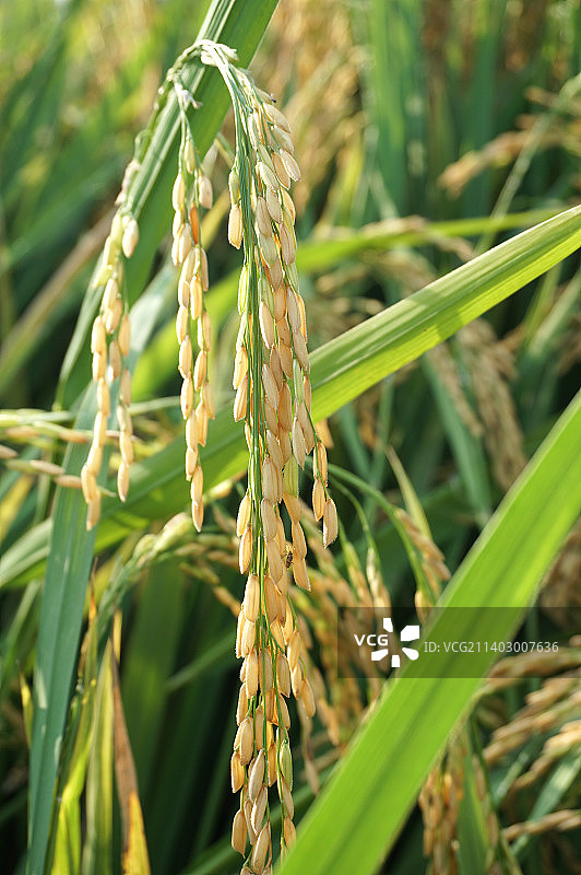 秋天丰收的稻谷图片素材