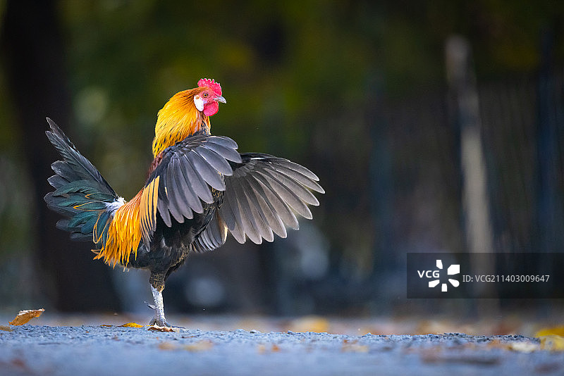 栖息在街道上的鸡特写图片素材