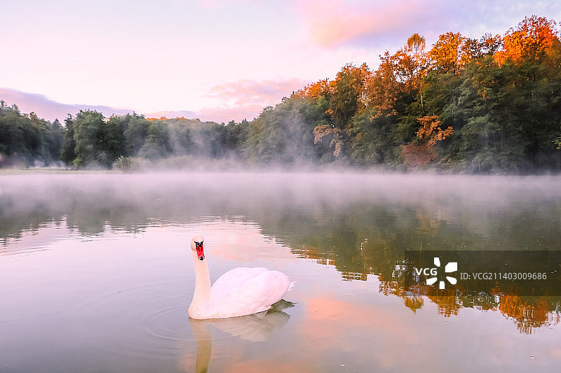 在斯洛文尼亚湖中游泳的美丽疣鼻天鹅图片素材
