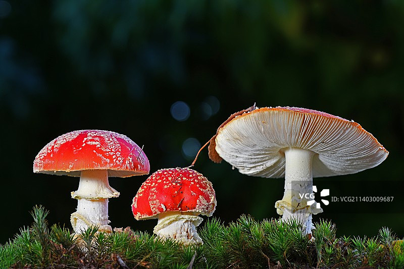 毒蝇伞蘑菇特写图片素材