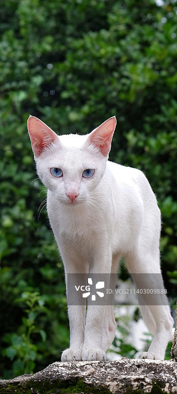 站在岩石上的白猫画像图片素材