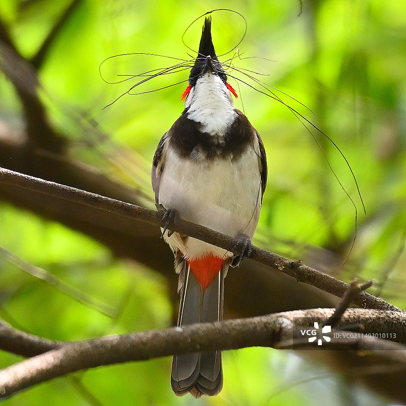 松雀鸟栖息在树枝上的特写图片素材