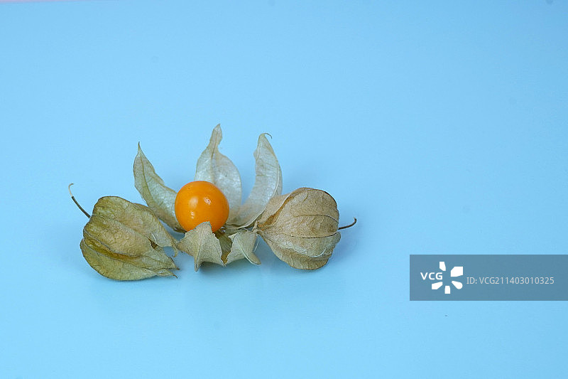 酸浆果或灯笼果，青色背景图片素材