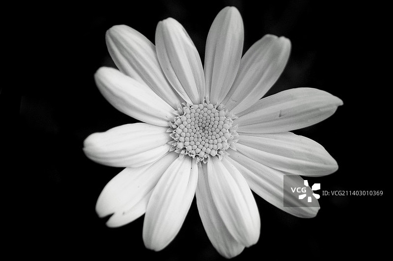 黑色背景下的白色雏菊特写，法国巴黎图片素材