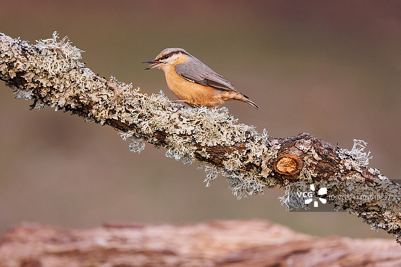 红胸鸟栖息在树枝上的特写图片素材