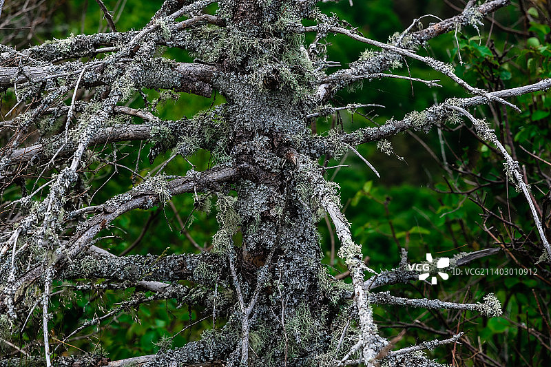 美国密歇根州皇家岛国家公园森林中的树干特写图片素材