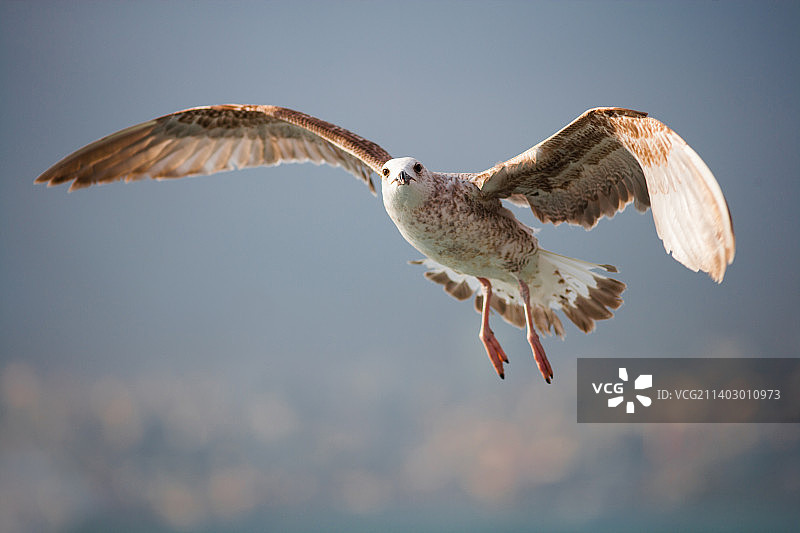 海鸥逆天飞行的低角度视图图片素材
