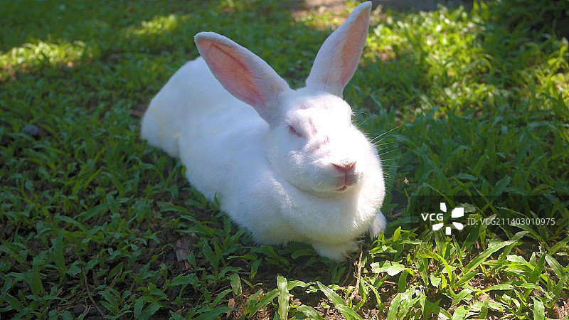 我在印度尼西亚东爪哇听到了你的声音图片素材