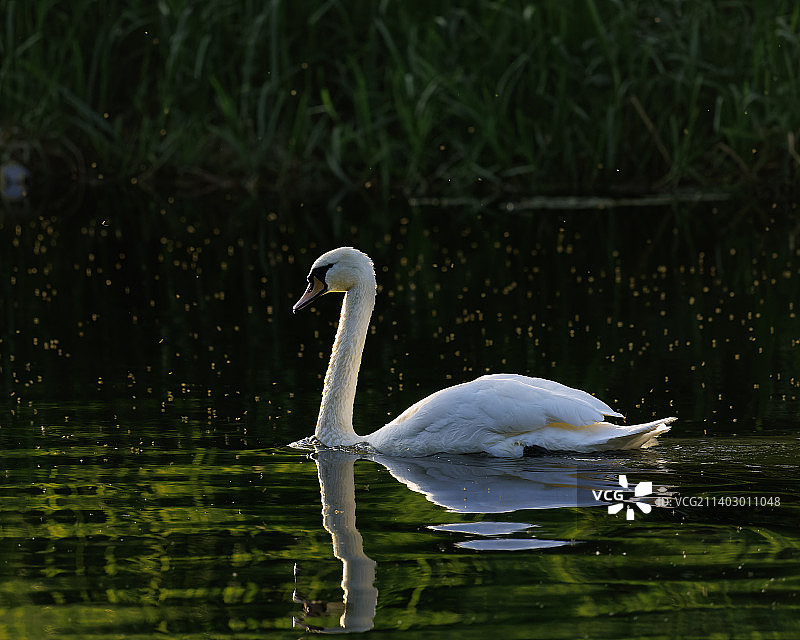 成年天鹅漂浮在爱尔兰博因河上图片素材