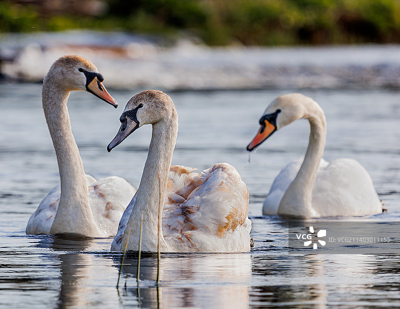 小天鹅与父母在爱尔兰博因河中游泳图片素材
