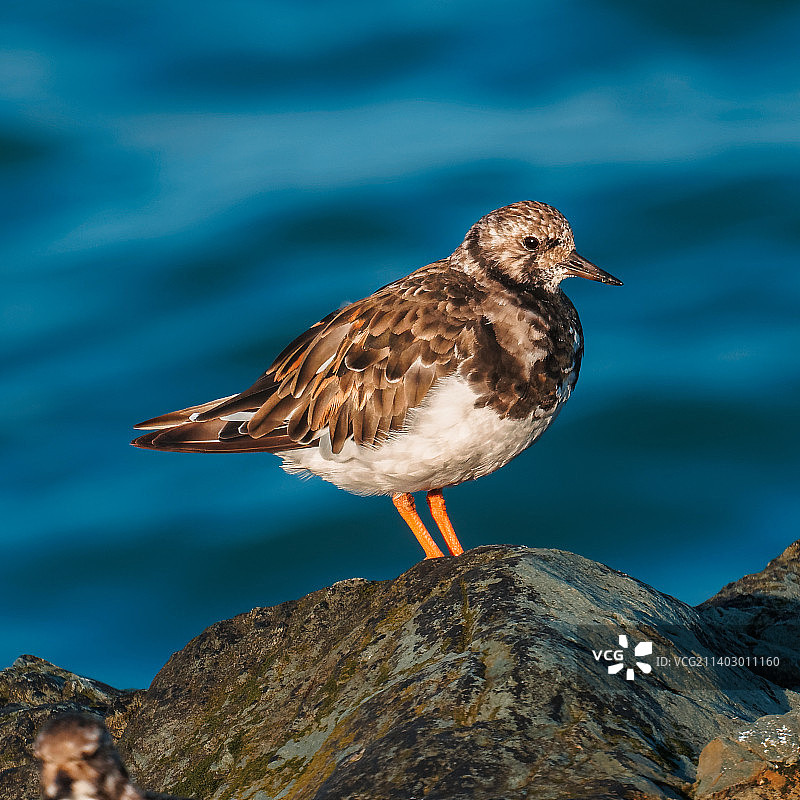 爱尔兰格雷斯通爱尔兰海岩石上的翻石鹬图片素材