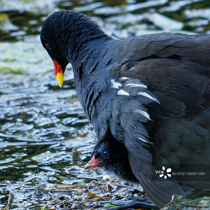 太阳开始落山时，一只骨顶鸡在爱尔兰博因河庇护着它的小鸡图片素材