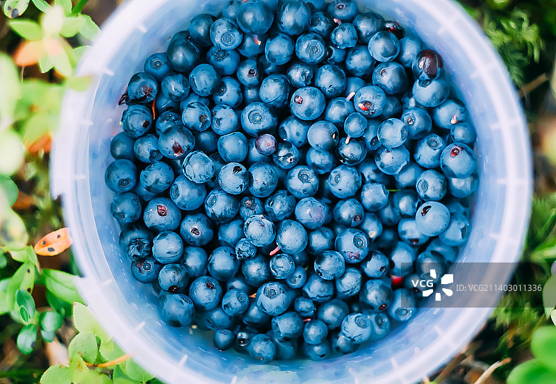 塑料碗里的成熟蓝莓，拉脱维夏日森林里新鲜采摘的浆果图片素材
