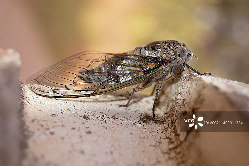 昆虫矢量模版图片素材