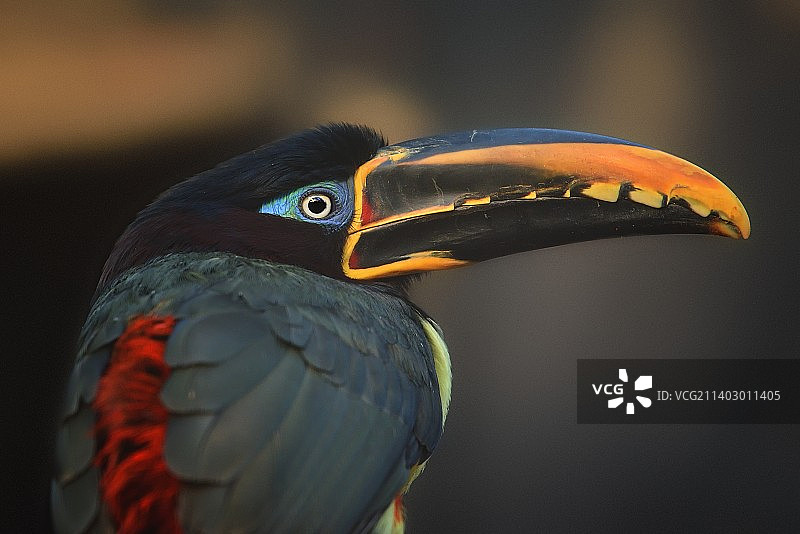 户外栖息的巨嘴鸟特写图片素材