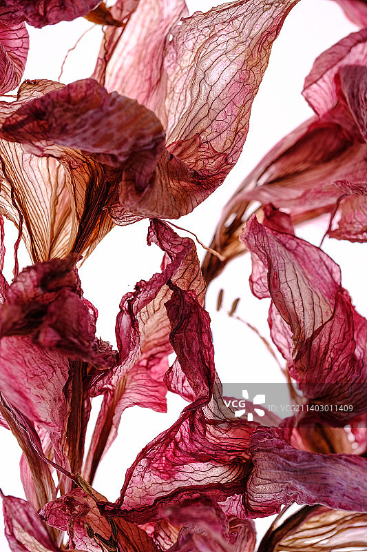 白色背景上的朱顶红干花图片素材