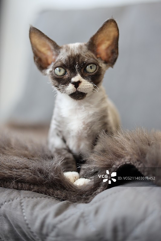 在家中床上坐着的猫咪特写，荷兰图片素材