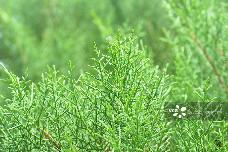 新鲜绿色植物特写，印尼泗水图片素材