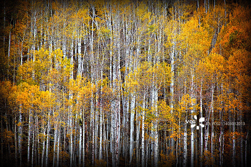 美国科罗拉多州杜兰戈秋季森林树木图片素材