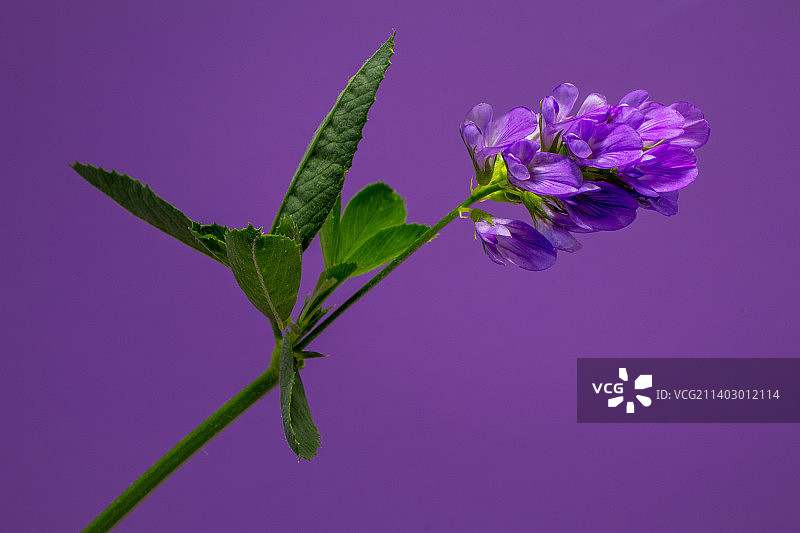 紫色背景下的紫色植物特写图片素材