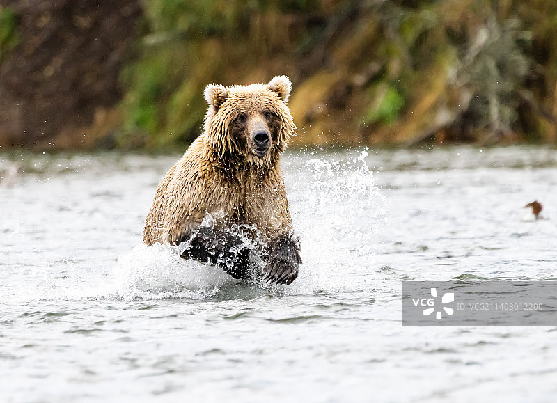 棕色灰熊在阿拉斯加湖中行走图片素材