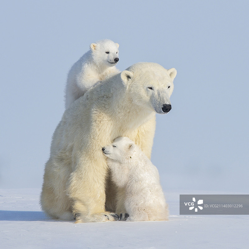 两只北极熊在加拿大马尼托巴瓦普斯克国家公园嬉戏打闹图片素材