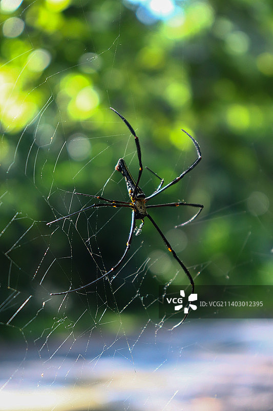 蛛网上的蜘蛛特写图片素材