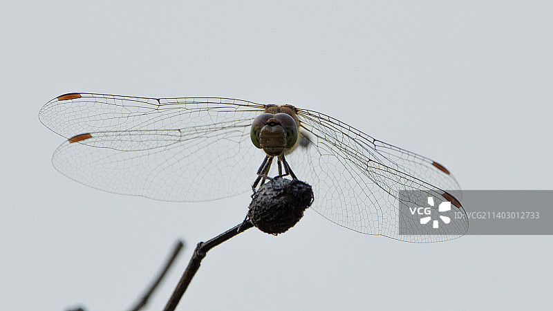 白色背景上的蜻蜓图片素材