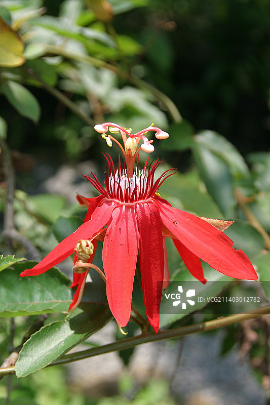 红色花朵的特写图片素材