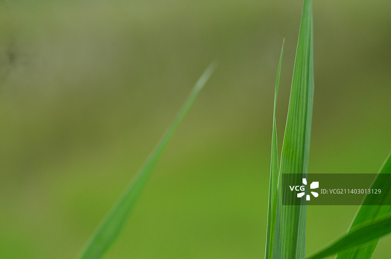 田野里生长的草的特写图片素材