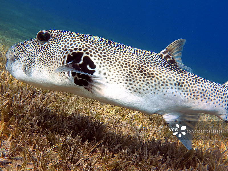 海中河豚的特写图片素材