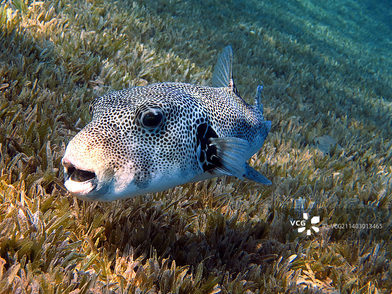 热带咸水气球鱼游泳的特写图片素材