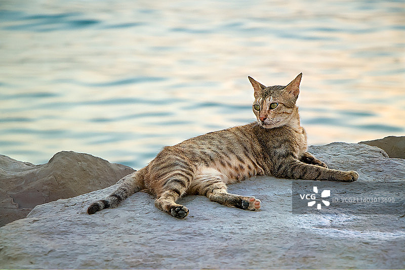 猫咪在岩石上休息，伊朗布什尔图片素材