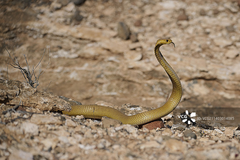 田野上的蛇特写图片素材