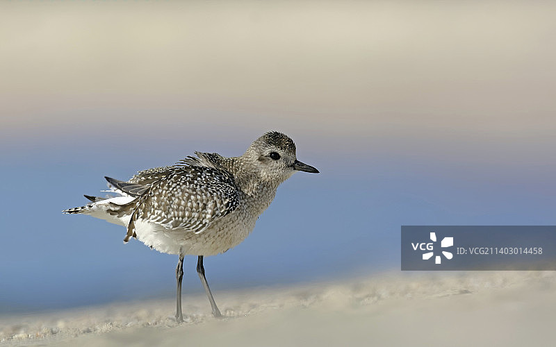 雪地上休息的千鸟特写，希腊克里特岛图片素材