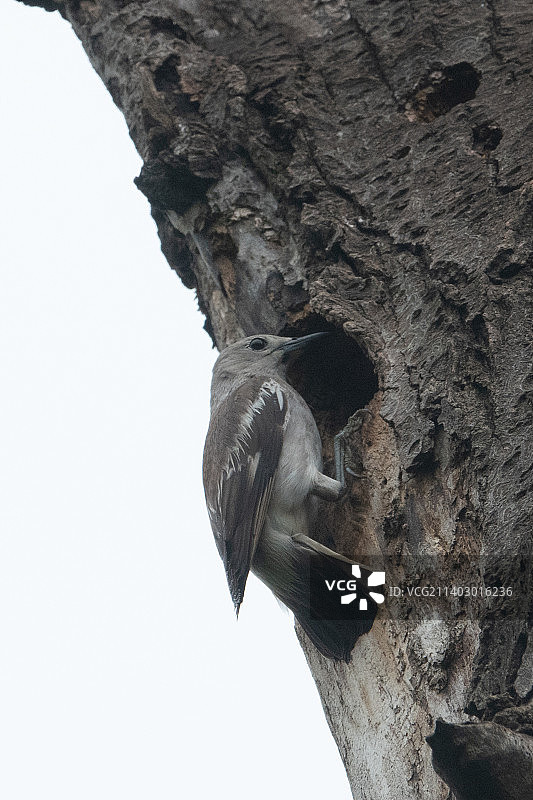 丝光掠鸟图片素材