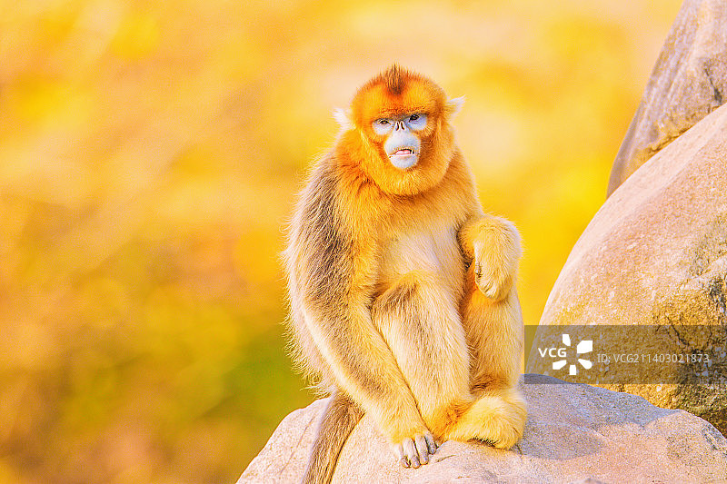 慵懒的老金丝猴图片素材