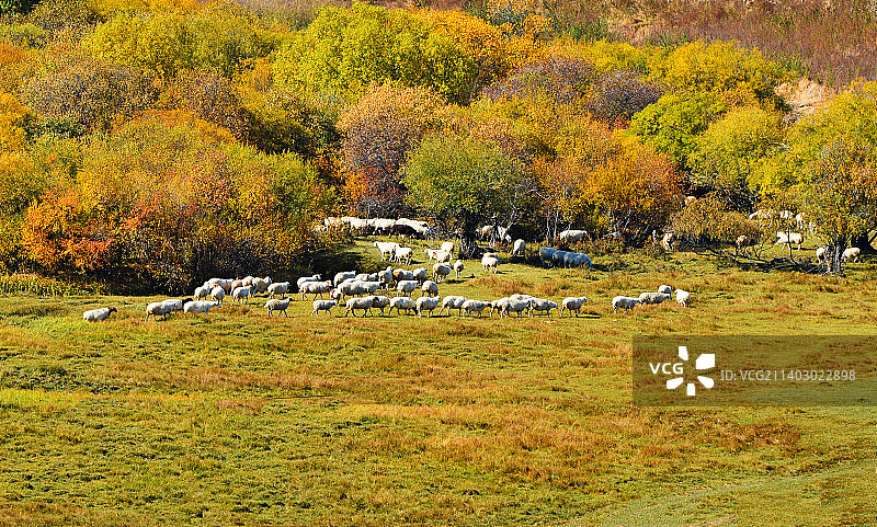 坝上草原秋天羊群图片素材