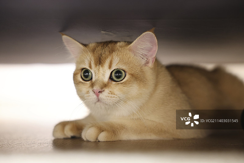 可爱的猫咪图片素材