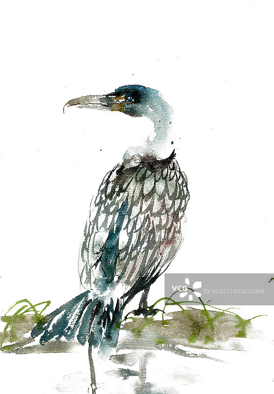 站立的水鸟图片素材