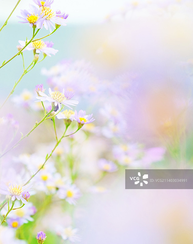Aster清新梦幻的紫菀4图片素材