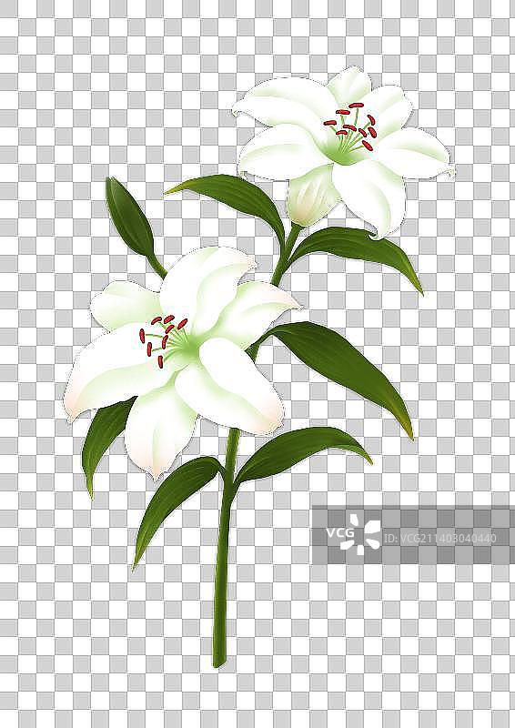 百合花的特写镜头图片素材