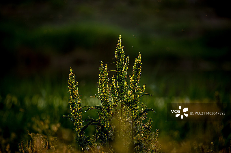 野生植物图片素材