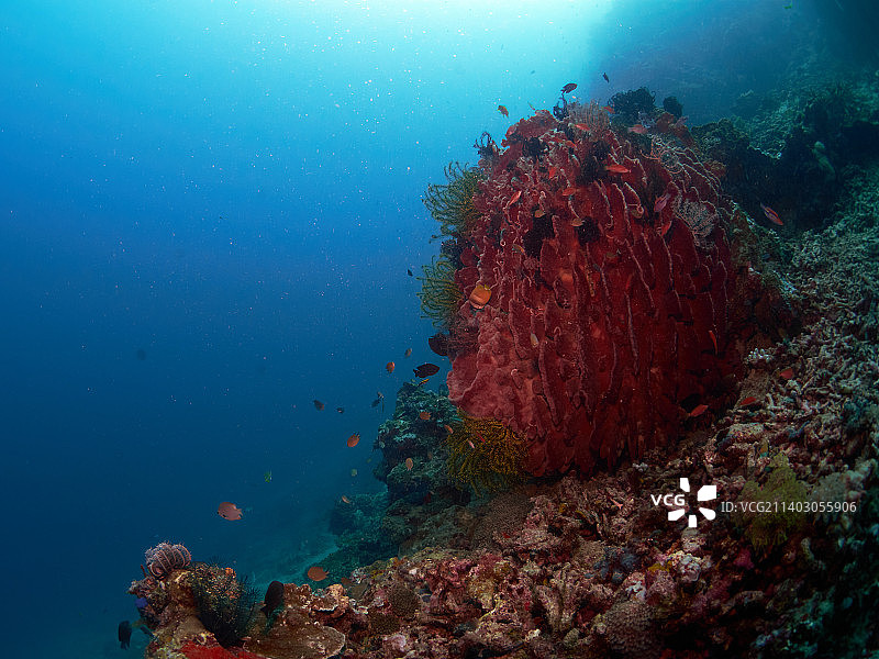 礁石上的鱼群图片素材