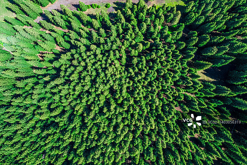 航拍： 新疆夏尔西里自然保护区 云杉 林海图片素材