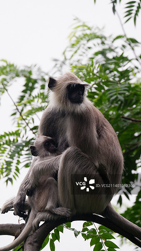 印度泰米尔纳德邦科代卡纳尔南部山站一览图片素材