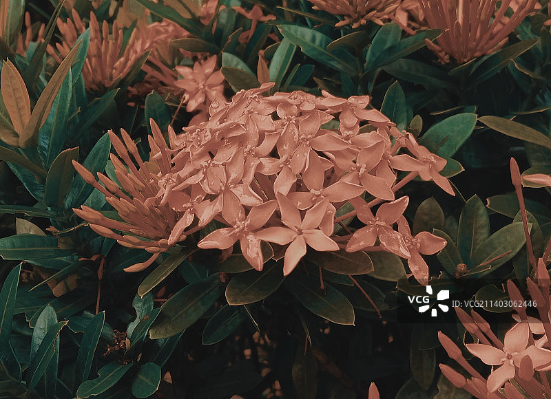 开花植物的特写图片素材