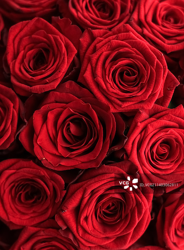 华丽的红色玫瑰花束图片素材