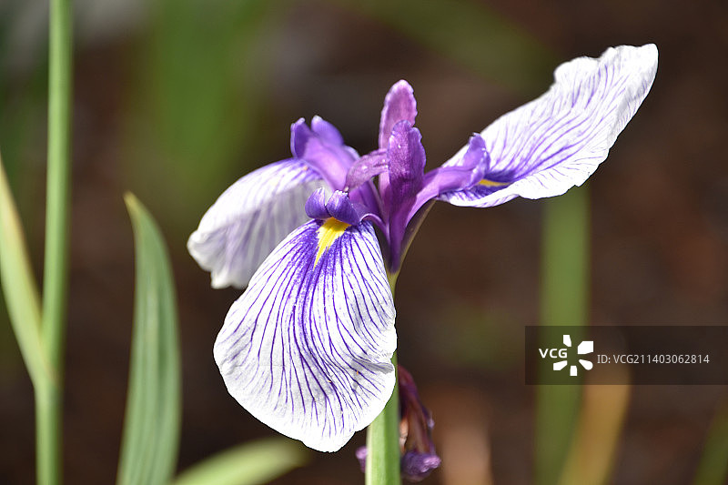 盛开的白色和紫色鸢尾花图片素材